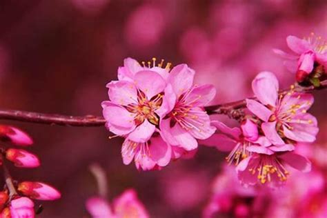 桃花旺女|八字命理中十九种桃花